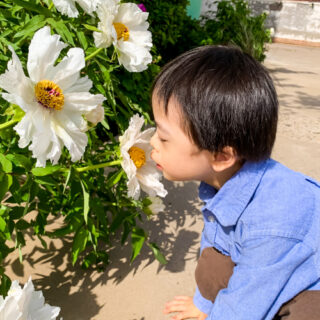 A Much Celebrated Flower